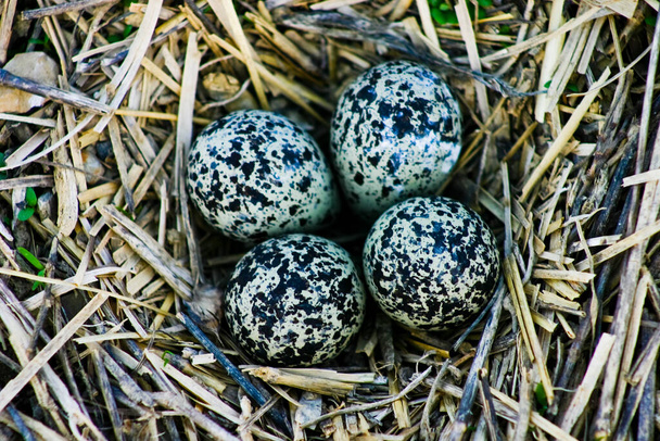 Чотири краплинки і чорні плямисті яйця в гнізді гілок
 - Фото, зображення