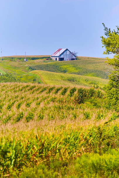 Καλλιέργεια αγρών καλαμποκιού και παλαιού αχυρώνα - Φωτογραφία, εικόνα