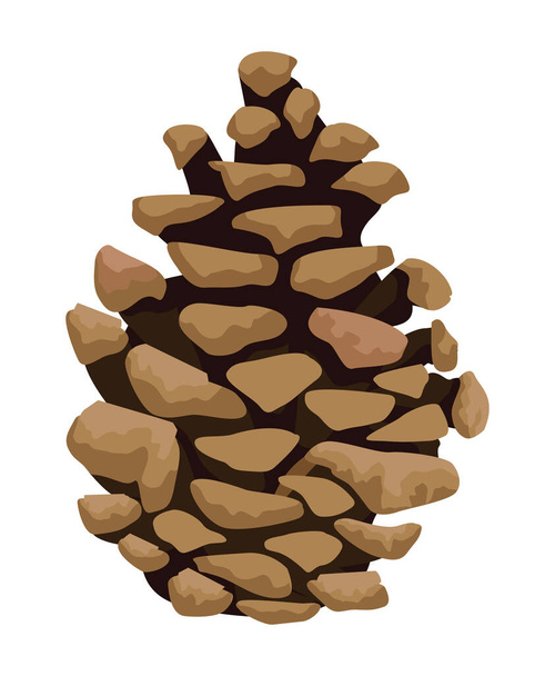 fir cone seed - Вектор,изображение
