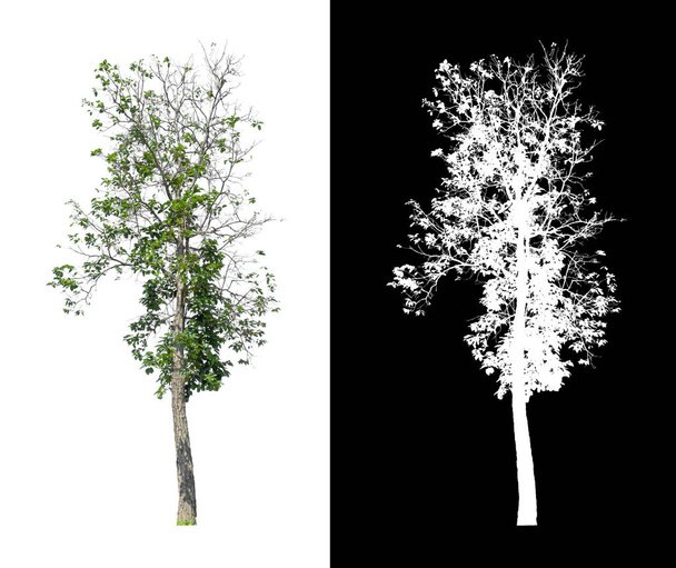 árvore isolada em fundo branco com caminho de recorte e canal alfa - Foto, Imagem