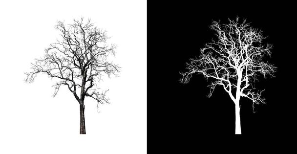 Strom na průhledném pozadí obrázku s oříznutou cestou, jeden strom s oříznutou cestou a alfa kanál na černém pozadí - Fotografie, Obrázek