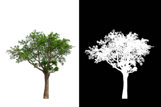 クリッピングパスのある透明な背景の木、クリッピングパスのある単一の木、黒の背景のアルファチャンネル - 写真・画像