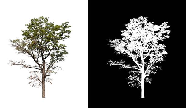 Дерево на прозрачном фоне изображения с контуром обрезки, одно дерево с контуром обрезки и альфа-канал на черном фоне - Фото, изображение