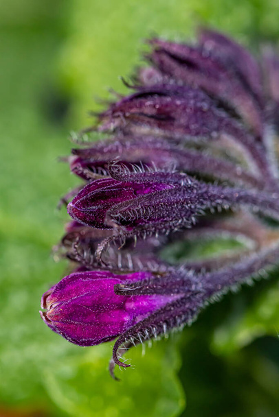 Symphytum officinale kwiat rosnący na polu, makro - Zdjęcie, obraz