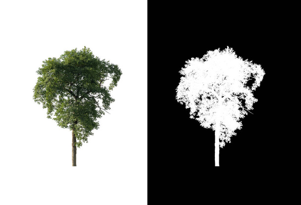 дерево, выделенное на белом фоне с клиппингом и альфа-каналом - Фото, изображение