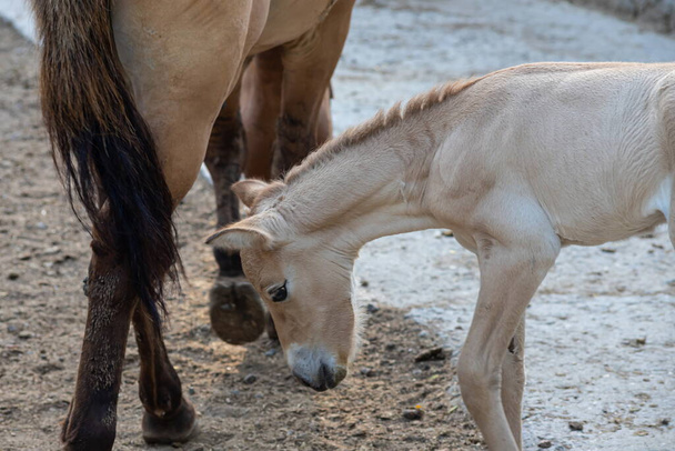 Colt of horse przewalski, Cheval sauvage, Les chevaux de Przewalski sont les seuls parents sauvages de chevaux vivant maintenant. - Photo, image