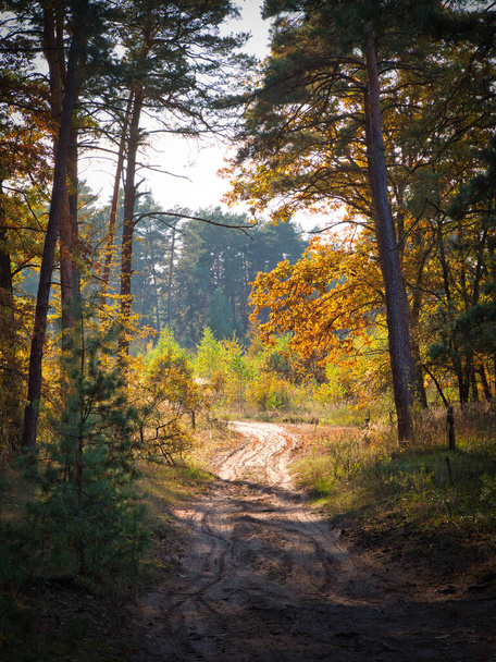 outono dourado colorido na floresta de pinheiros 2021 - Foto, Imagem