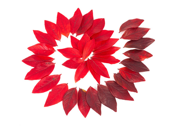 Red leaves isolated - Foto, immagini