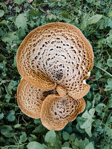 A Cerioporus squamosus mushroom, also known as dryad's saddle and pheasant's back mushroom is growing in the meadow - Photo, Image