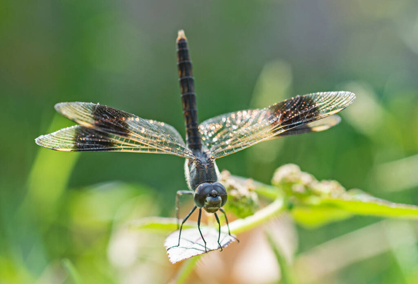 Closeup macro detail of wandering glider dragonfly Pantala flavescens perched on a leaf of plant in garden - Photo, Image