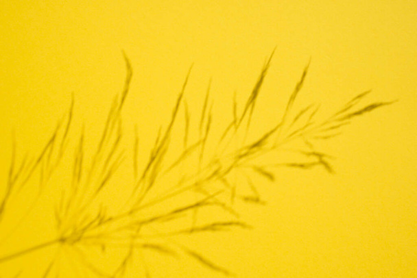 Conceito de tendência em materiais naturais com sombra de planta em fundo amarelo. - Foto, Imagem