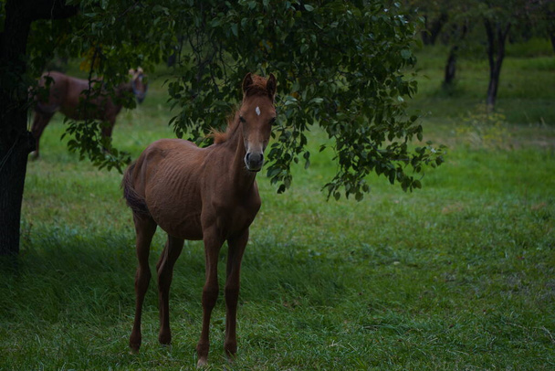 Un cheval broute dans un verger de pommiers - Photo, image