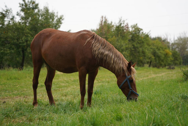 A horse grazes in an apple orchard - Photo, Image
