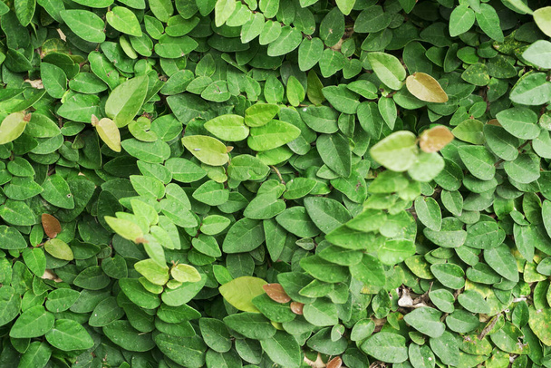 Grüne Pflanze Garten im Freien, Blatt Baum Sommer Hintergrund - Foto, Bild