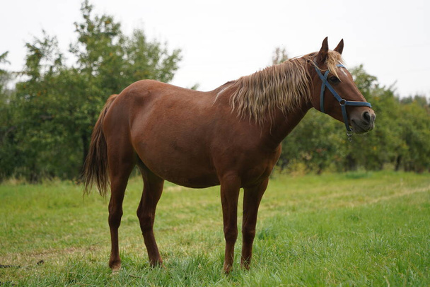 Un cheval broute dans un verger de pommiers - Photo, image
