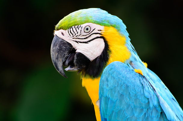 Blue parrot macaw - Foto, Bild