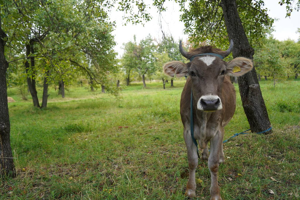 A cow grazes in an apple orchard - Photo, Image