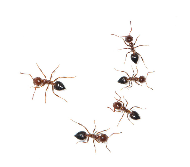 fourmis sur fond blanc - Photo, image