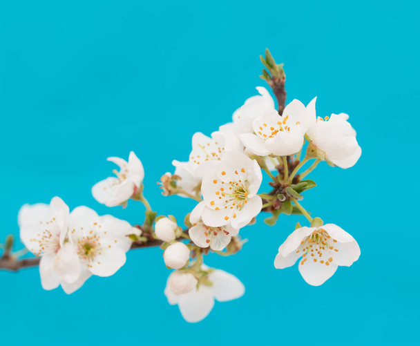 Małe, białe kwiaty na niebieskim tle - Zdjęcie, obraz