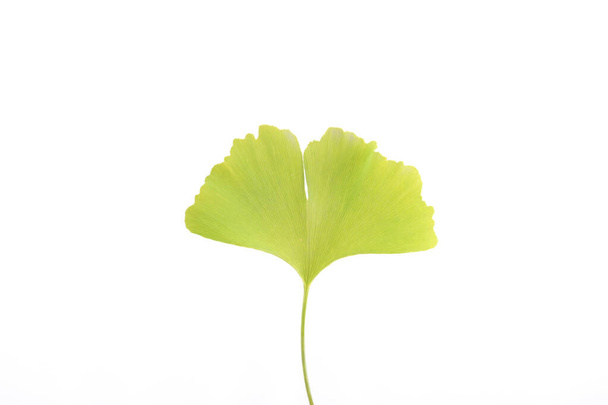Лист гинкго билоба изолирован на белом фоне
 - Фото, изображение