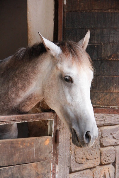 грустная лошадь смотрит глазами - Фото, изображение