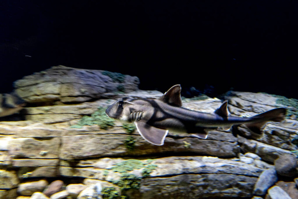 port jackson žralok podvodní portrét můj chobotnice učitel film - Fotografie, Obrázek