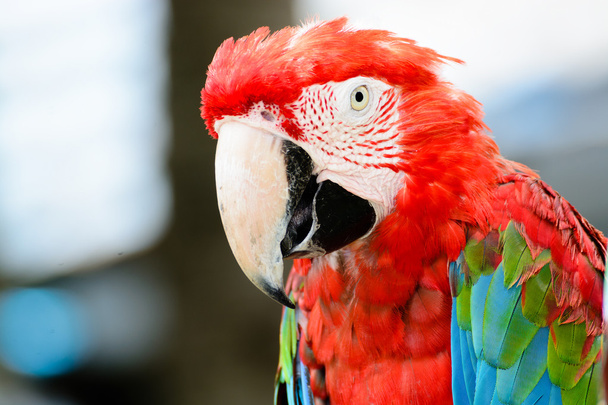 Red parrot macaw - Foto, afbeelding