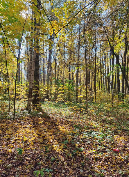 Güneşli havada sonbahar ormanı. Sarı ağaç taç ve altın yapraklı manzara. Mevsimler. Beyaz Rusya 'da Ekim plein havası. - Fotoğraf, Görsel