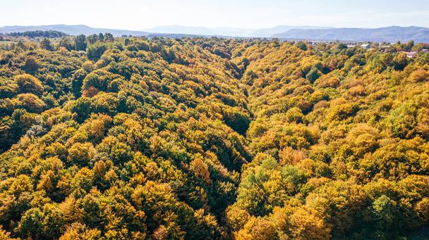 Aerial top view on autumn forest trees in the Carpathians. Drone photography. - Zdjęcie, obraz