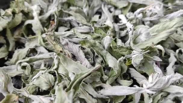dried wild mint, dried phyllisquine Mentha pulegium herb, aromatic herbs, - Footage, Video