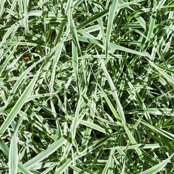 lâminas verdes de Carex morrowii Variegata
 - Foto, Imagem