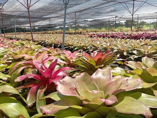 Varieties of bromeliad plants in greenhouse nursery. - Photo, Image