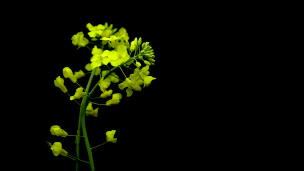  Brassica Napus, Canola çiçeği izole. Sağlıklı gıda yağı için sarı tecavüz çiçekleri, siyah arka planda kolza tohumu bitkisi - Video, Çekim