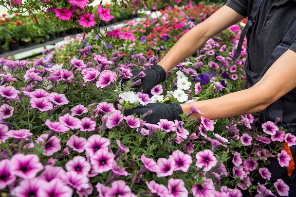 zbliżenie dłoni ogrodnika w rękawiczkach zbierających kwiaty w szklarni przemysłowej. Bakłażan - Zdjęcie, obraz