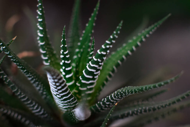 Haworthia atenuar pequeña planta de interior suculenta - Foto, imagen