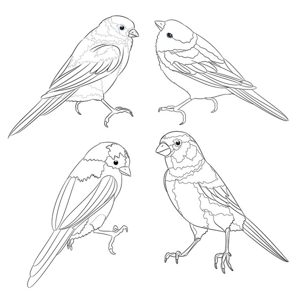 Beyaz zemin üzerinde küçük ardıç kuşu küçük mavi kuşlar üç vintage vektör illüstrasyon düzenlenebilir el çizimi - Vektör, Görsel