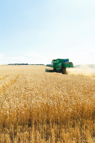 コーカサス地域で熟した小麦の収穫 - 写真・画像