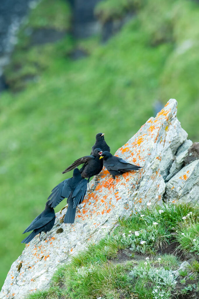Alpine chough (Pyrrhocorax graculus) sitting on a rock. Detailed portrait of a beautiful mountain bird in its habitat with soft background. Wildlife scene from nature. Austria - Photo, Image