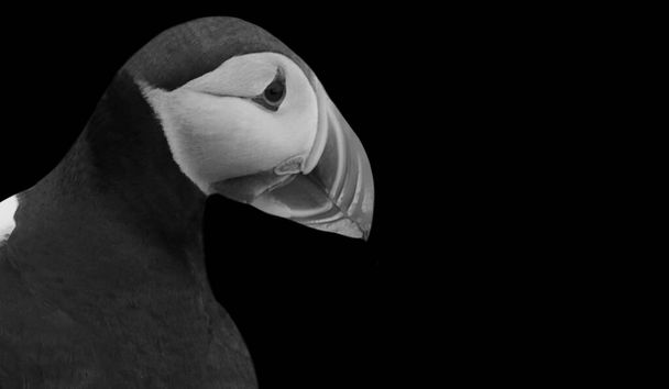 Aranyos Atlanti Puffin Szoros Arc A Fekete Háttér - Fotó, kép