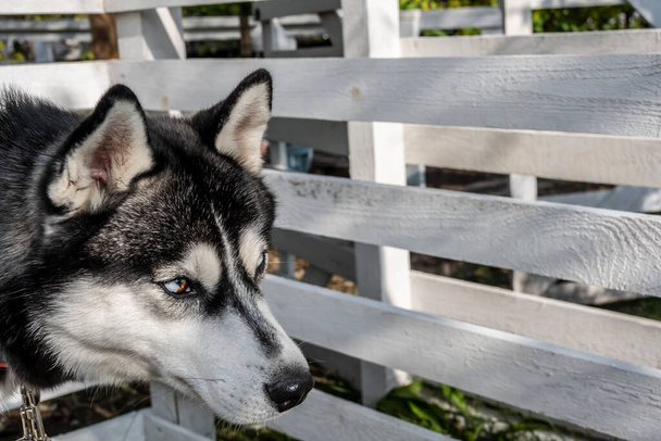 Husky-Hund ruht sich beim Warten auf einen Spaziergang an einem sonnigen Tag aus - Foto, Bild