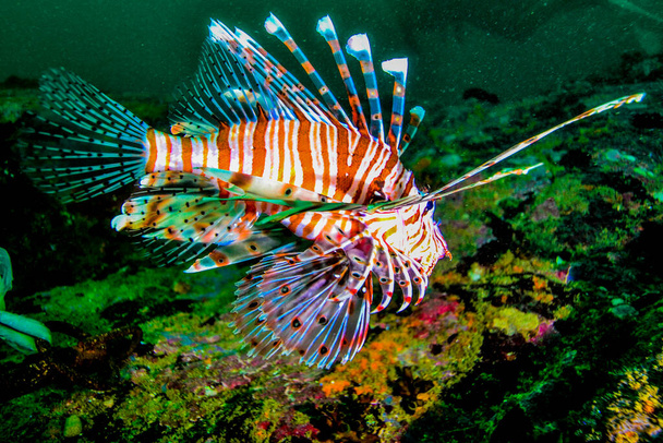 Fish in the indian ocean by the sri lanka islad coast. - Photo, Image
