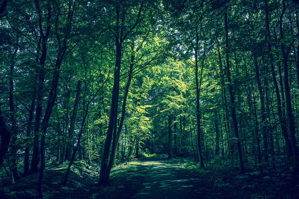 Güneş ışığı ile takas orman - Fotoğraf, Görsel