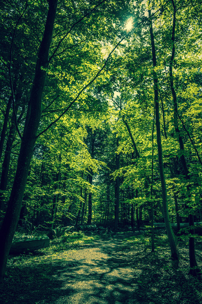 Green trees in a forest clearing - 写真・画像