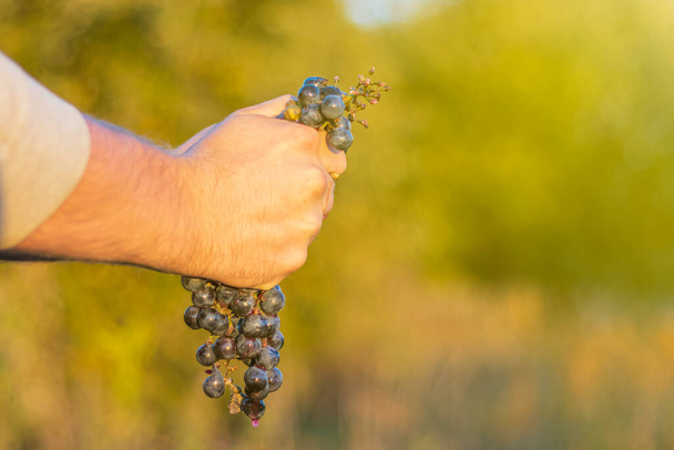 lumière naturelle. une main humaine écrase une poignée de raisins bleus. faible profondeur de champ - Photo, image