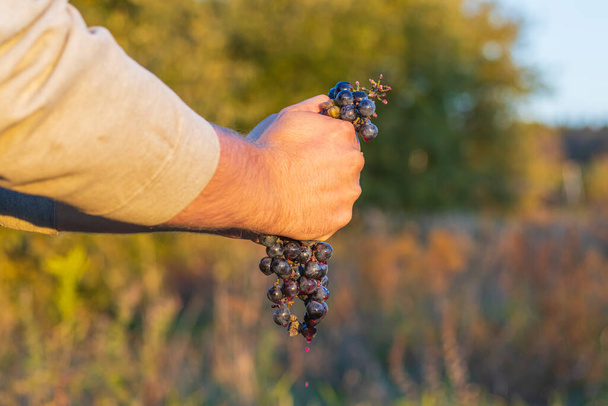 természetes fény. Egy emberi kéz összezúzott egy maroknyi kék szőlőt. sekély mélységélesség - Fotó, kép