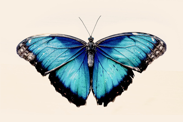 Güzel mavi kelebek - Fotoğraf, Görsel