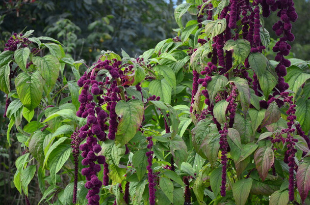 Amaranth is cultivated as leaf vegetables, cereals and ornamental plants . Amaranth seeds are rich source of proteins and amino acids. - Photo, Image