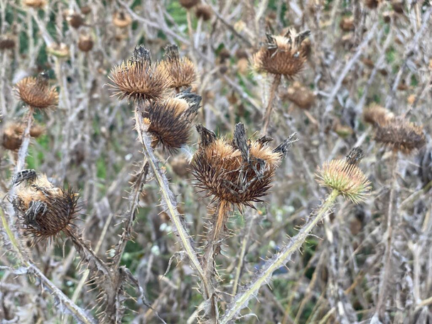 Ежегодные зимние побеги Carduus pycnocephalus вредных сорняков чертополох может расти плотно вытесняя другую растительность - Фото, изображение