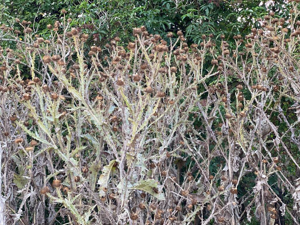 Ежегодные зимние побеги Carduus pycnocephalus вредных сорняков чертополох может расти плотно вытесняя другую растительность - Фото, изображение