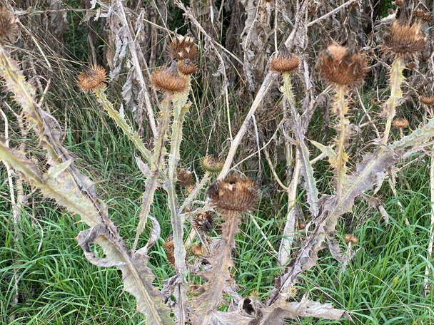 Coroczne pędy zimowe Carduus pycnocephalus szkodliwe ostu chwastów może rosnąć gęsto wypierając inne rośliny - Zdjęcie, obraz